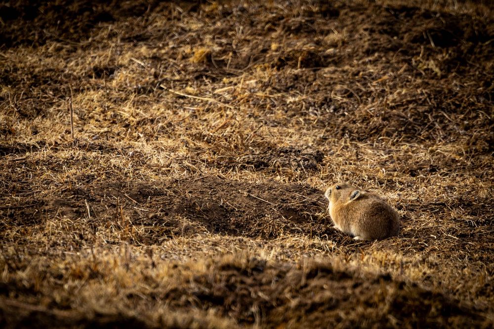 A small brown pka sits camouflaged in dry golden grassland habitat.