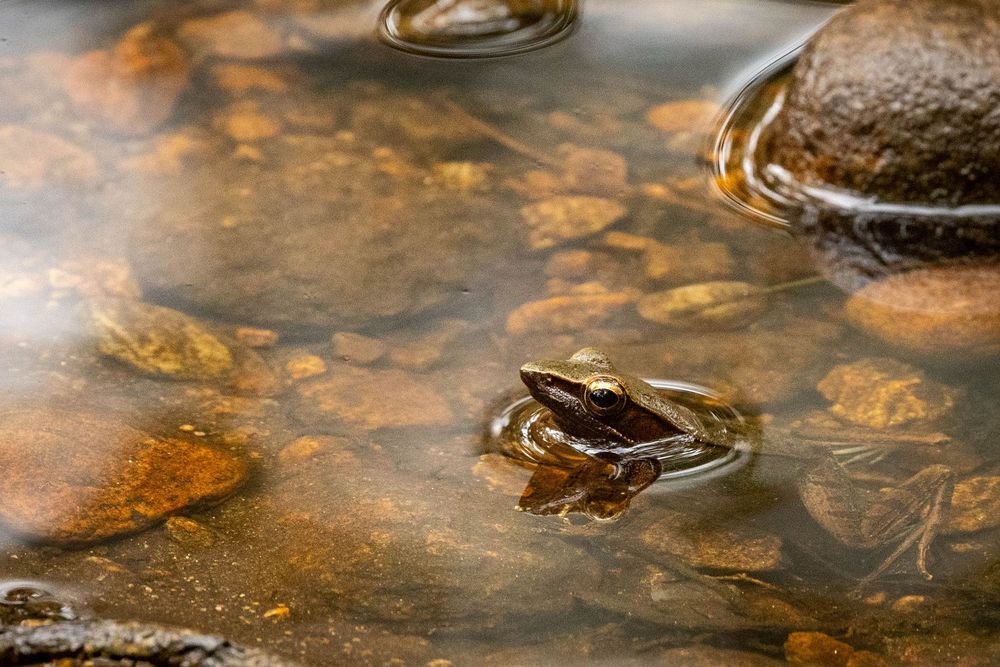 A small brown frog partially submerged in shallow rocky stream water.