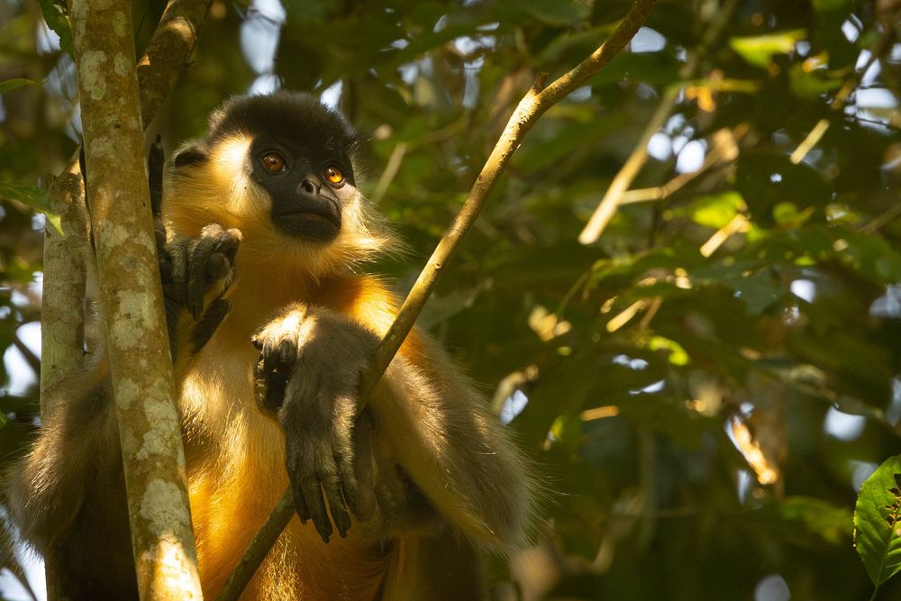 A capped langur clings to a bamboo tree trunk in a vibrant green forest.