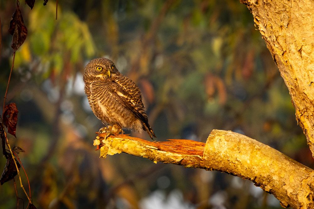 A small spotted owlet perching on a golden-lit broken tree branch in a forest at sunset.