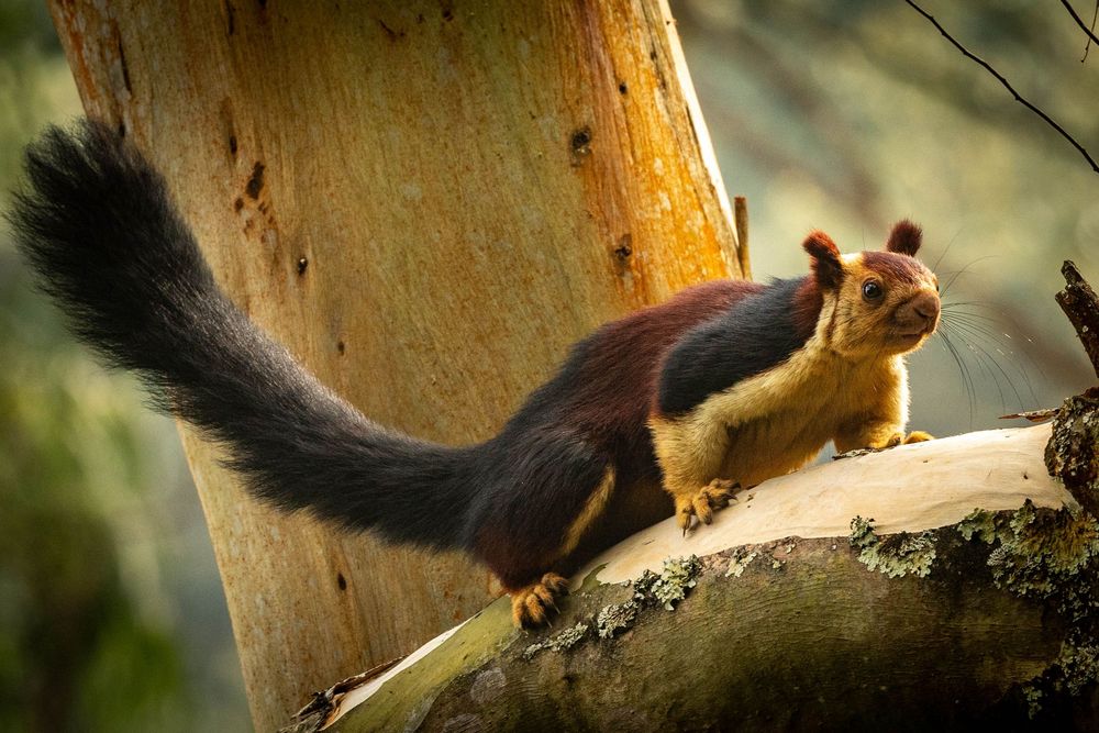 A vibrant Malabar giant squirrel with a bushy black tail stands on a sunlit tree branch.