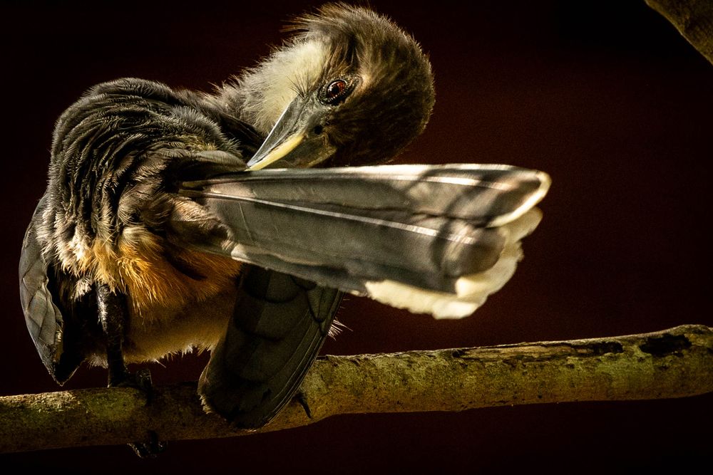 A small bird preening its feathers while perched on a branch against a dark background.