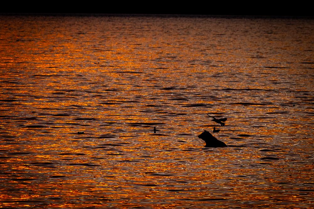 Silhouettes of birds swimming on golden orange sunset reflecting water surface.