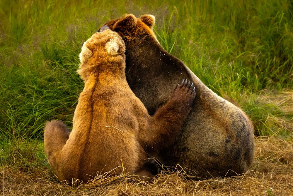 Two grizzly bears sit together in tall green grass, embracing each other affectionately.