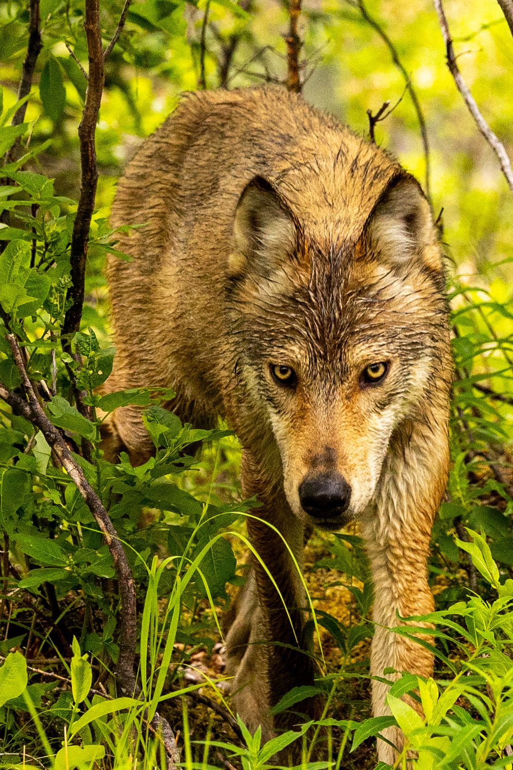 A wet gray wolf stares intensely at the camera while moving through dense green forest undergrowth.