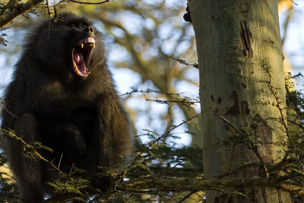 A dark-furred monkey bares its teeth aggressively while perched on a tree branch in a forest.