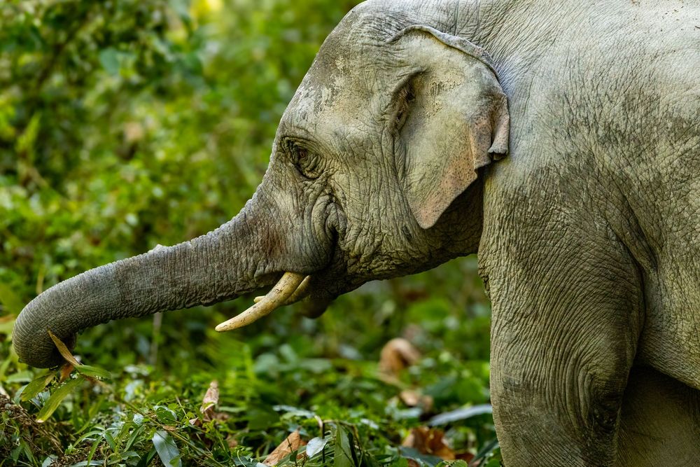 Side profile of a young Asian elephant with small tusks foraging among green jungle plants.