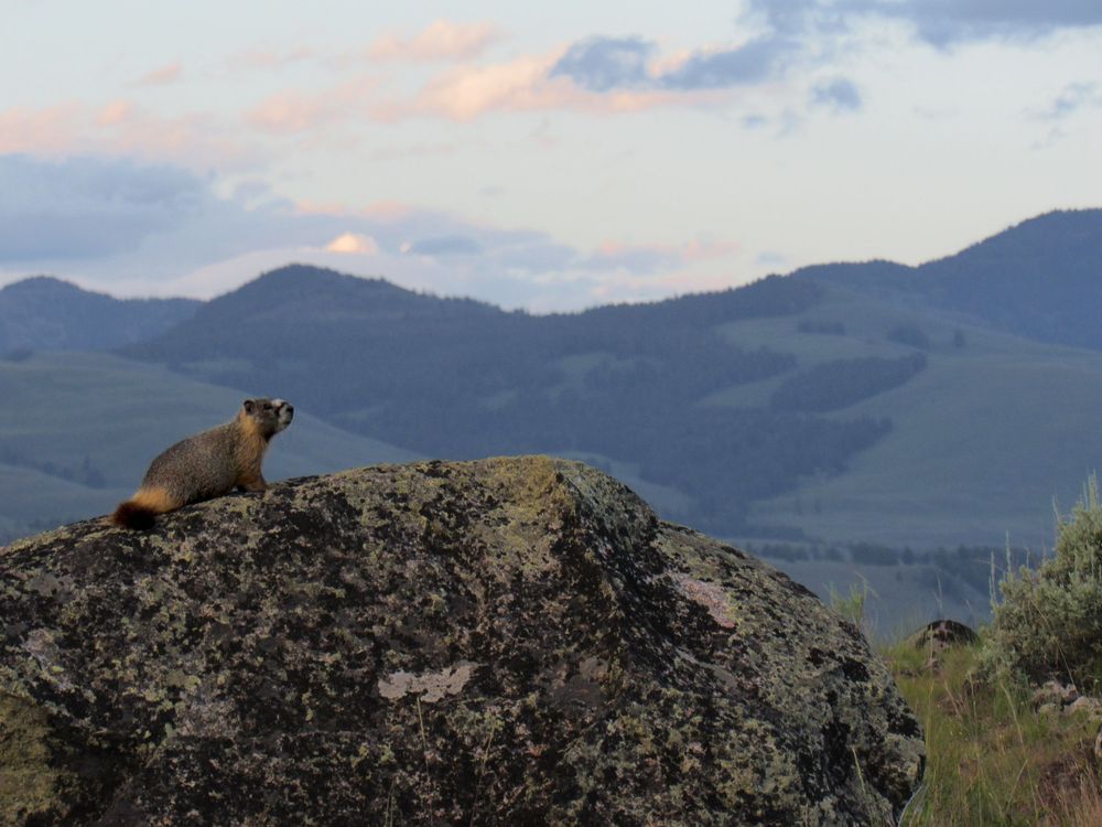 A yellow-bellied marmot sits atop a lichen-covered boulder with scenic mountain range behind it.