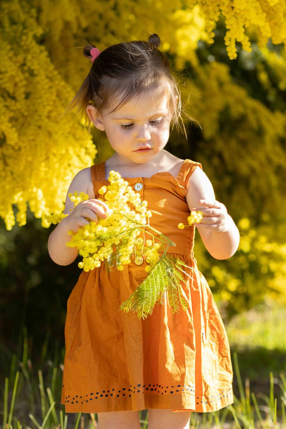 A small child in an orange dress explores yellow spring flowers blooming on a tree in golden sunlight.