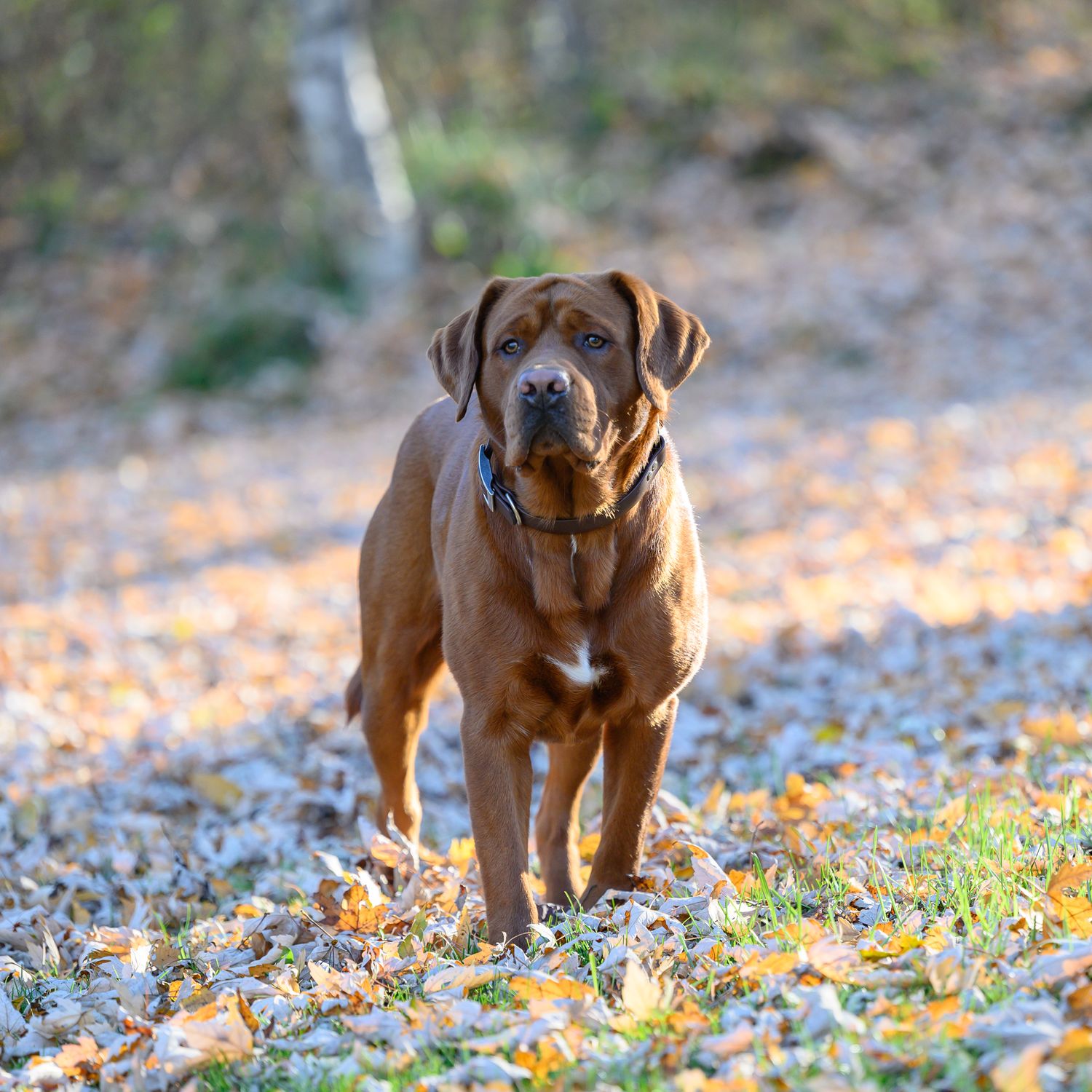 Picture of a Copper Lab