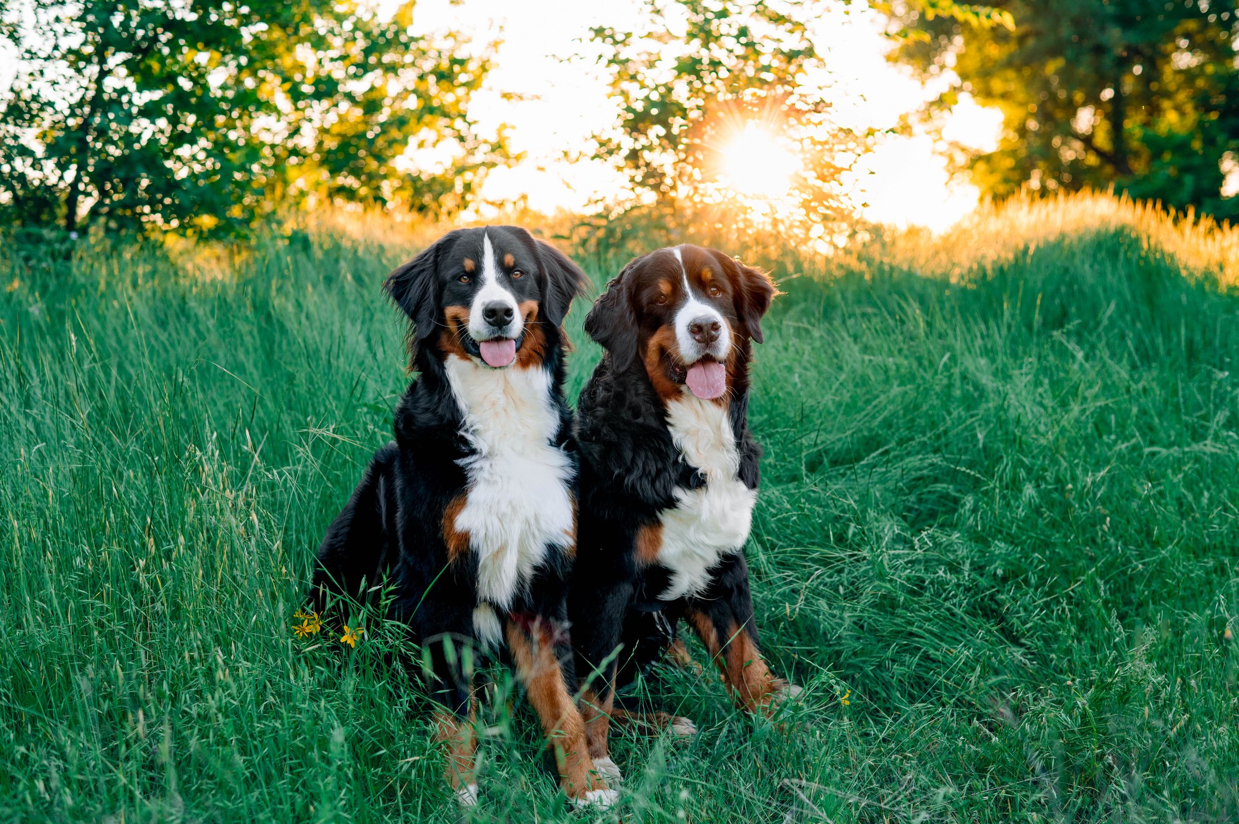 pet photos fort worth keller tx