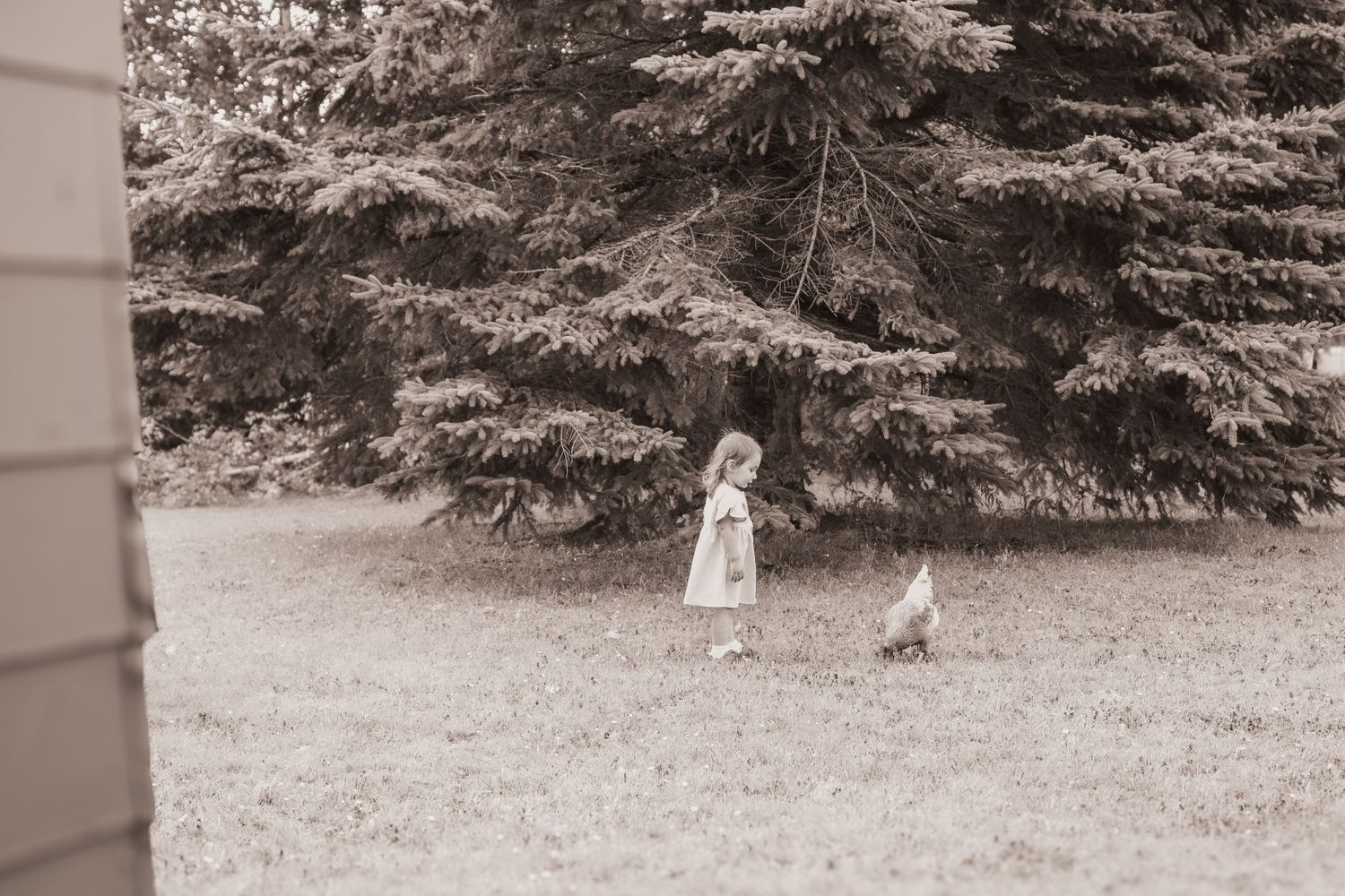 little girl, looking at her pet chicken, outside in yard