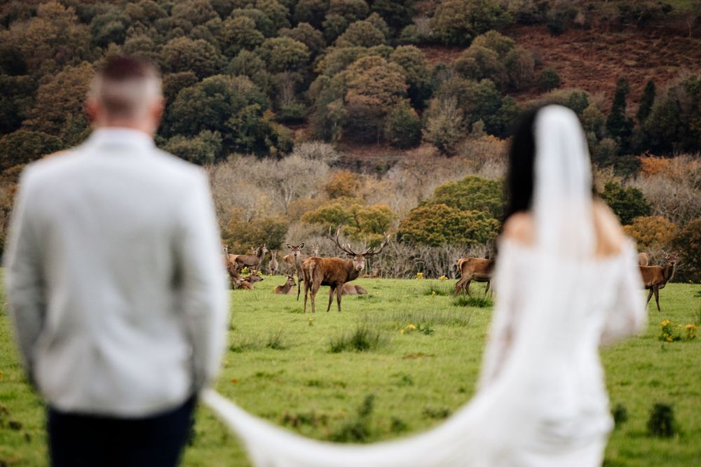 A wedding couple walks through a scenic field with horses grazing in the background during autumn.