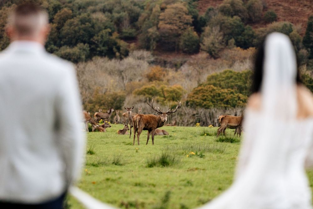 A couple poses for wedding photos in a field while wild elk graze in the background during autumn season.