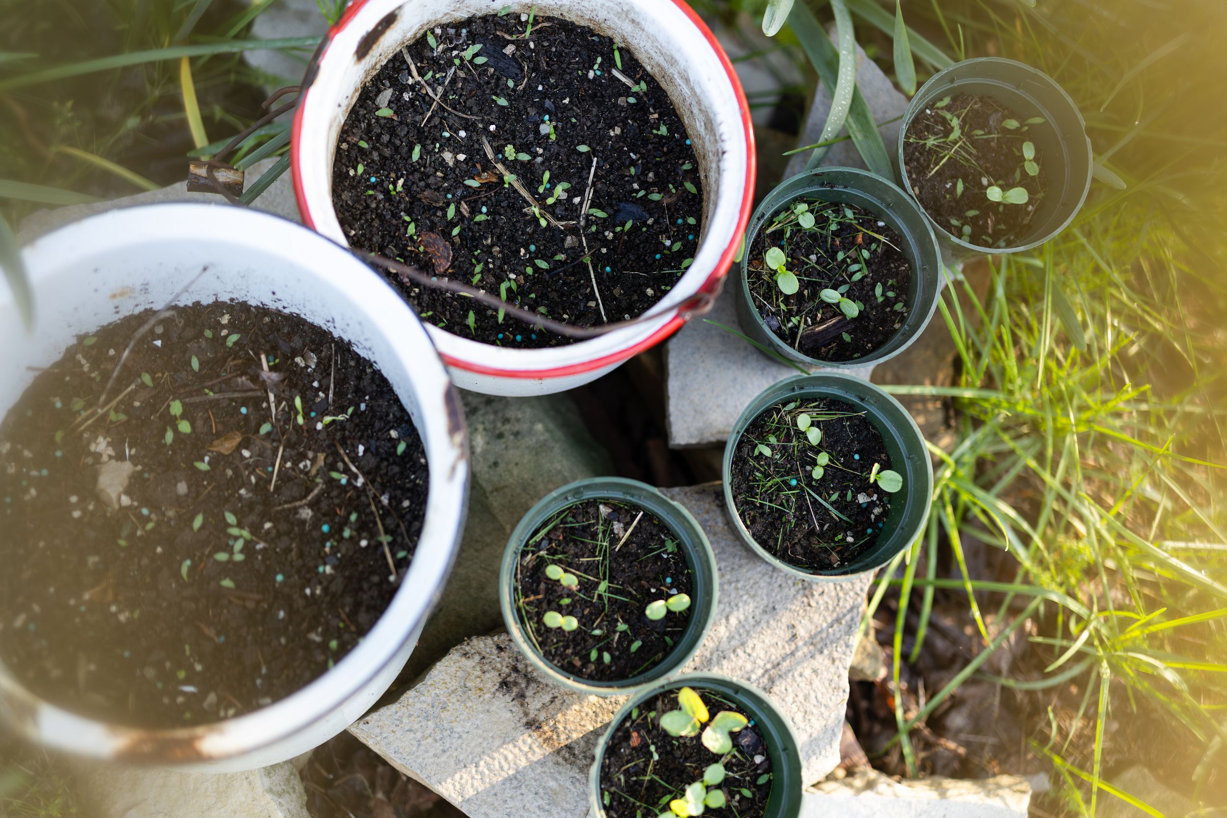 Overhead view of multiple small pots and containers with seedlings growing in dark soil outdoors.