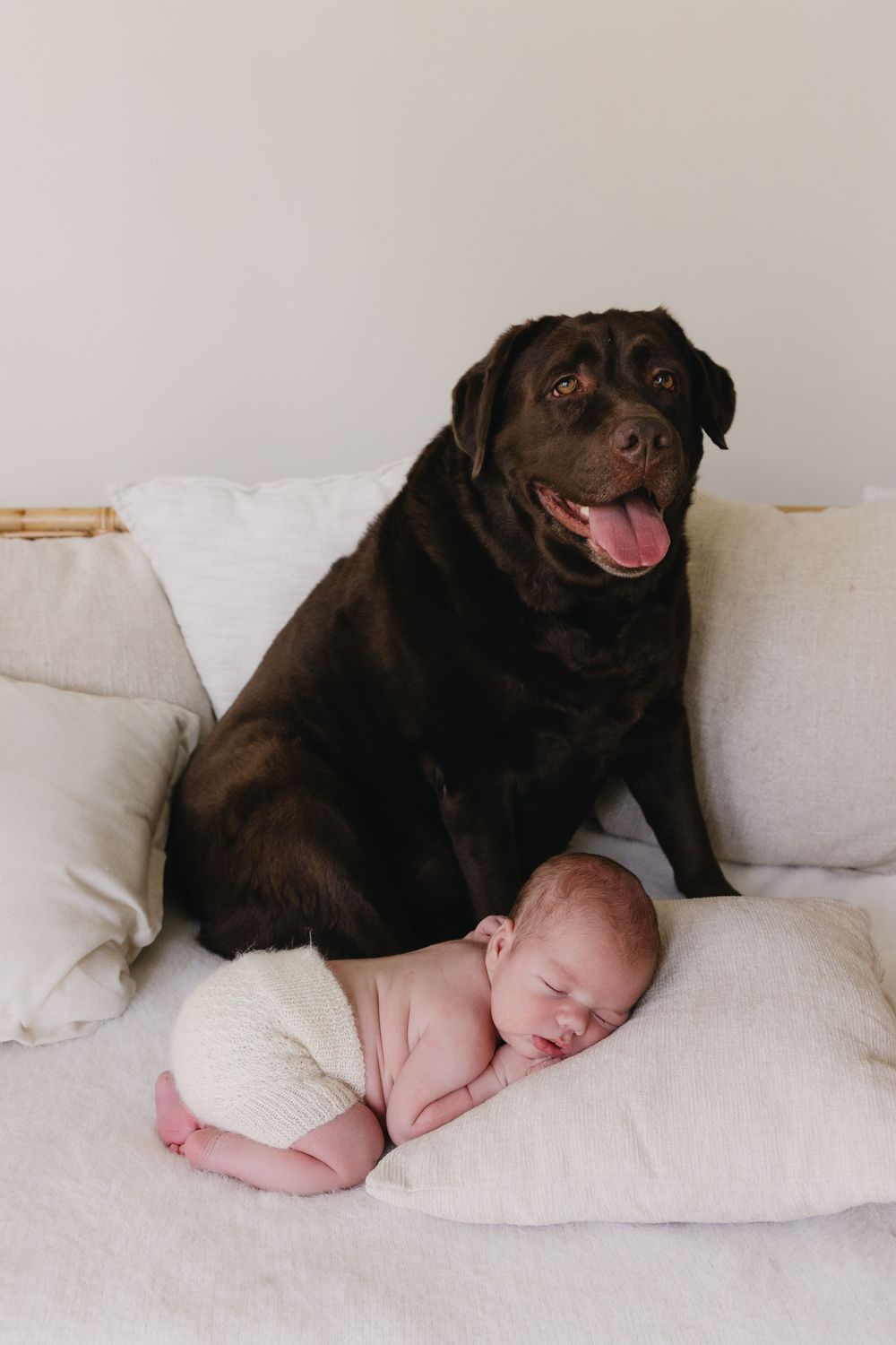 A chocolate Labrador dog lies protectively next to a sleeping baby on a white couch in a heartwarming series of photos.