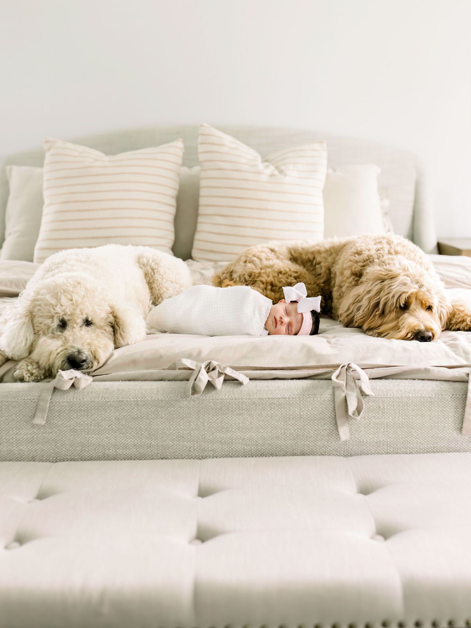 Two fluffy dogs resting on gray tufted daybed with white pillows.