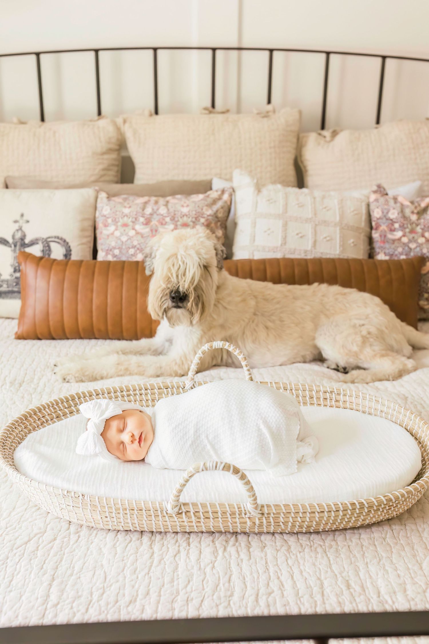 Newborn baby sleeping in woven basket on bed with fluffy dog watching nearby.