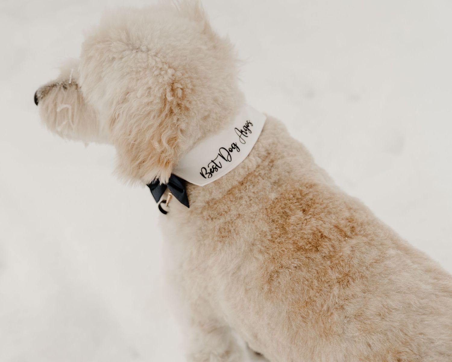 A cream-colored dog wearing a black collar sits in profile against a white background.