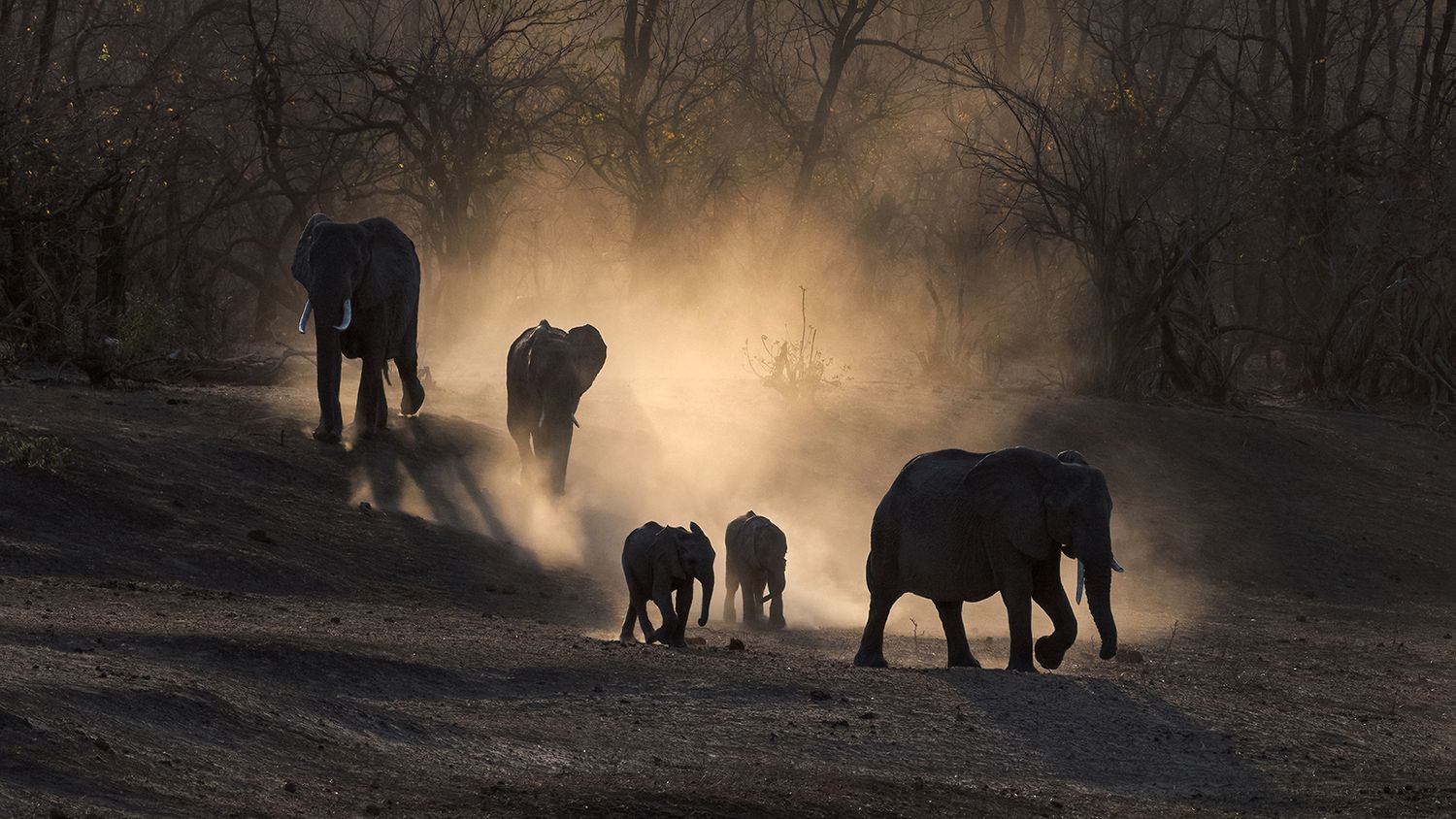 Herd of elephant heading to the water after a long hot day under the African sun. The dust providing a striking backdrop.