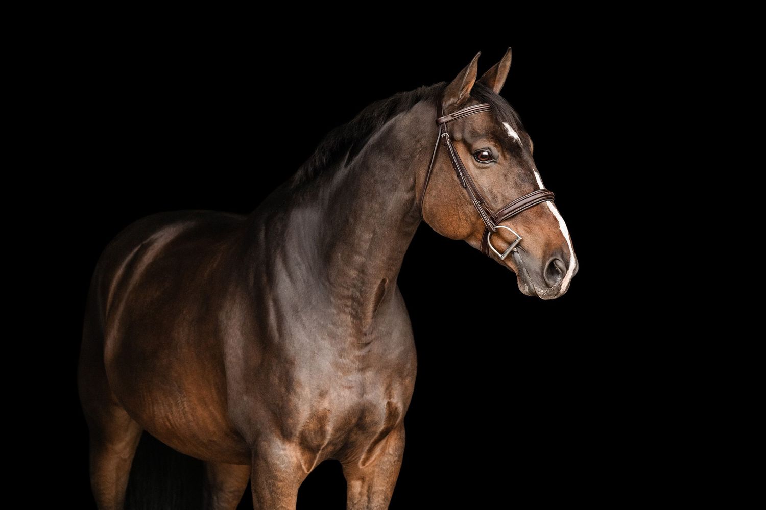 Bay warmblood black background portrait, SBS Farms