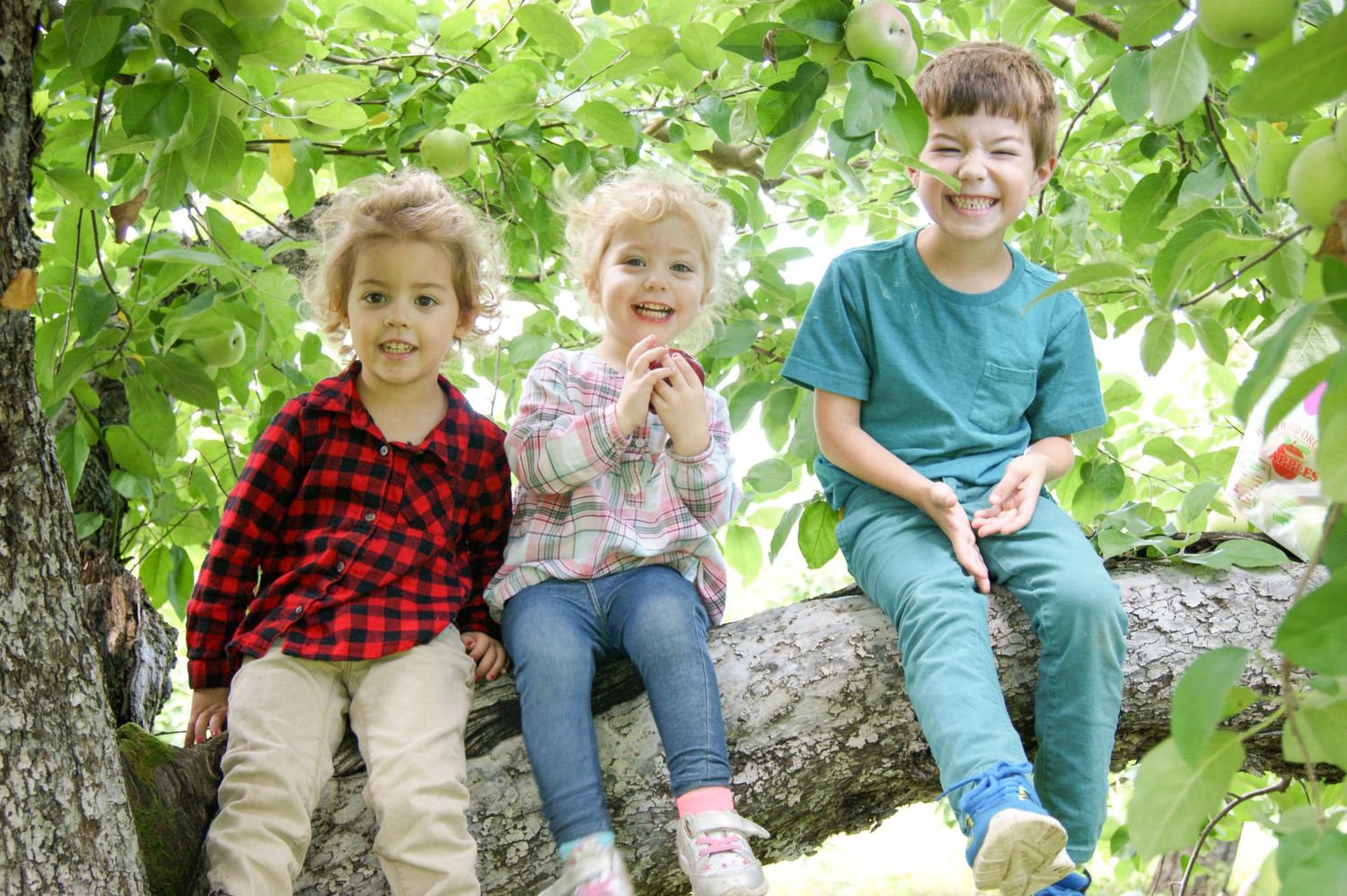 Three children sitting together on a tree branch surrounded by green leaves.