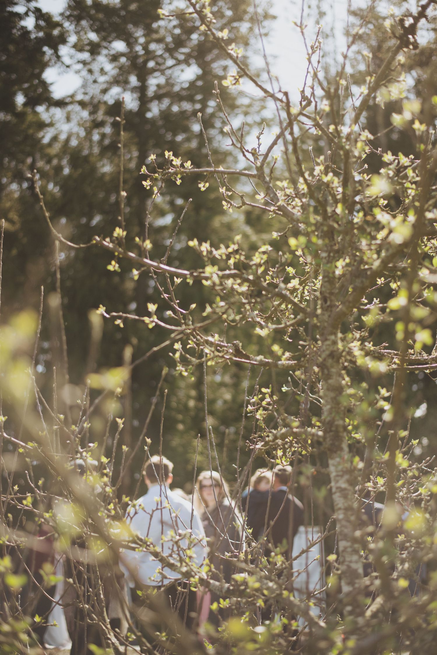 A distant wedding ceremony scene viewed through blooming spring branches.