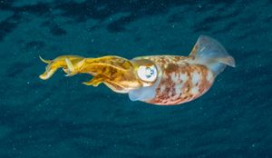 Caribbean Reef Squid