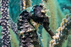 Seahorse
