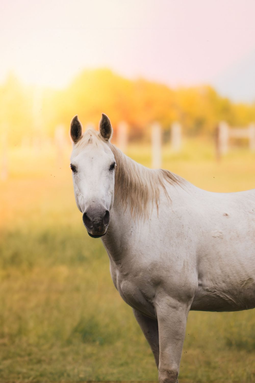 White horse standing in a grassy field at golden sunset with warm lighting and soft focus background.