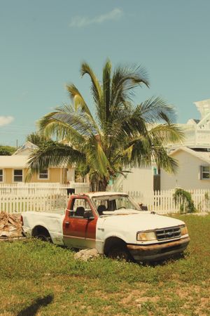 Vintage pickup truck parked under palm tree beside white picket fence.