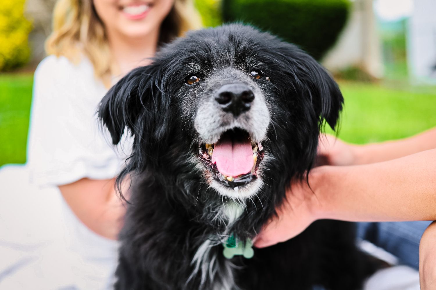 A lifestyle image of a black dog smiling at the camera with a woman petting him in the background.