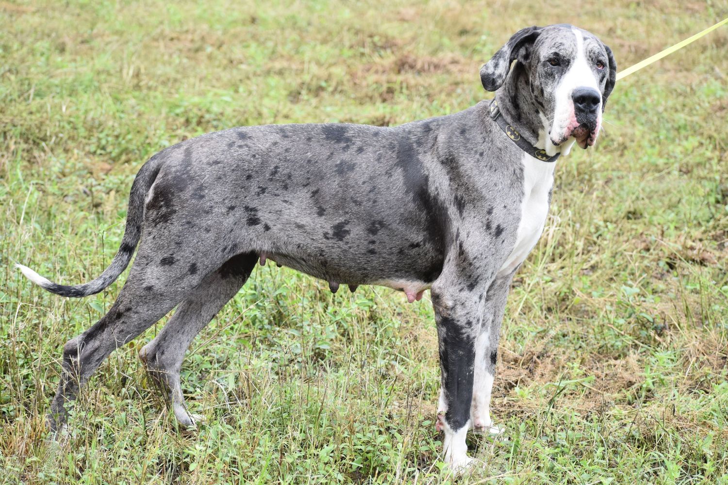 Spotted Great Dane standing alert in green grass showing full body profile.
