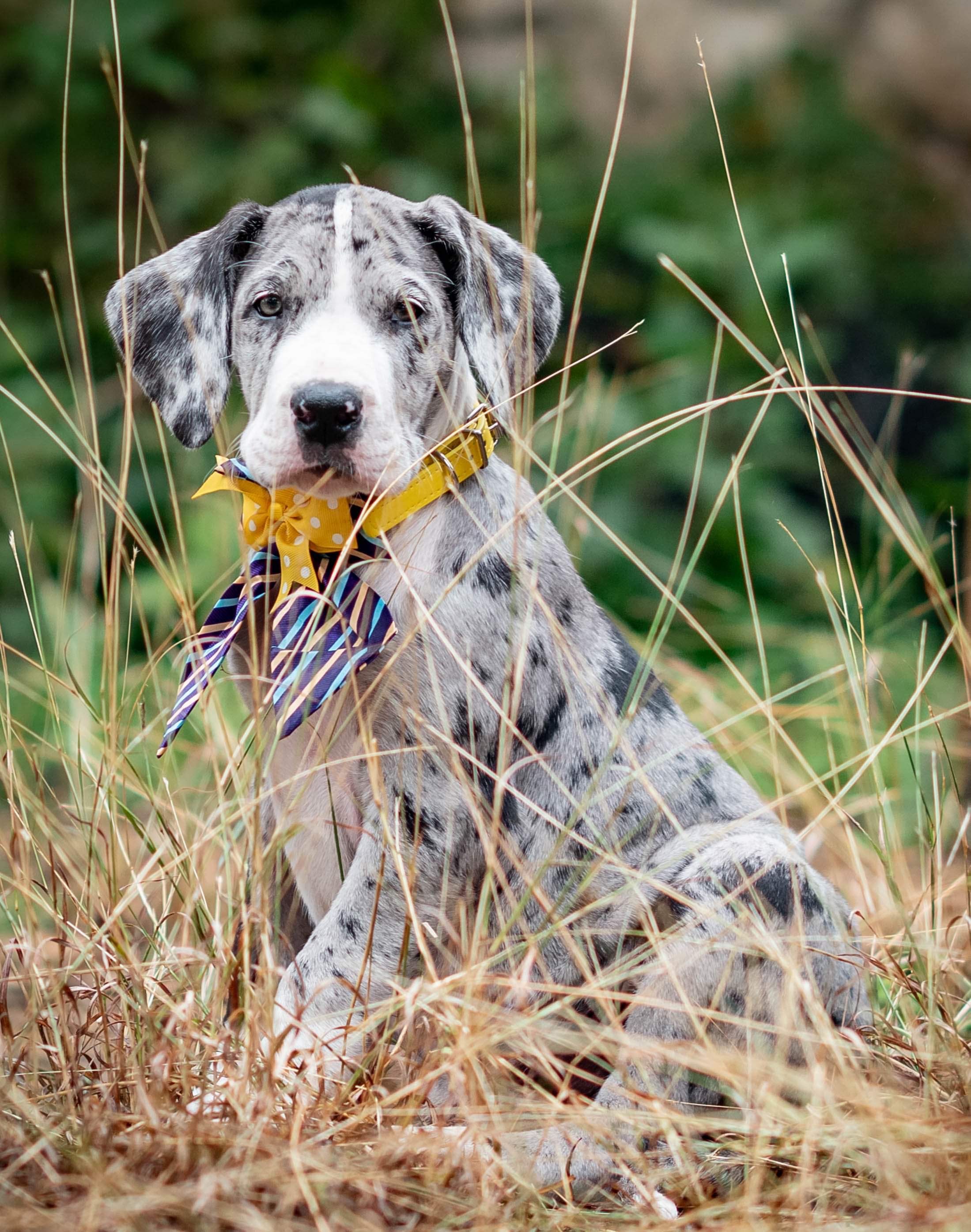 Great Dane puppies with speckled gray coats lying in tall grass.