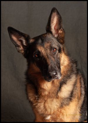 A straightforward and direct headshot of a German Shepherd Dog