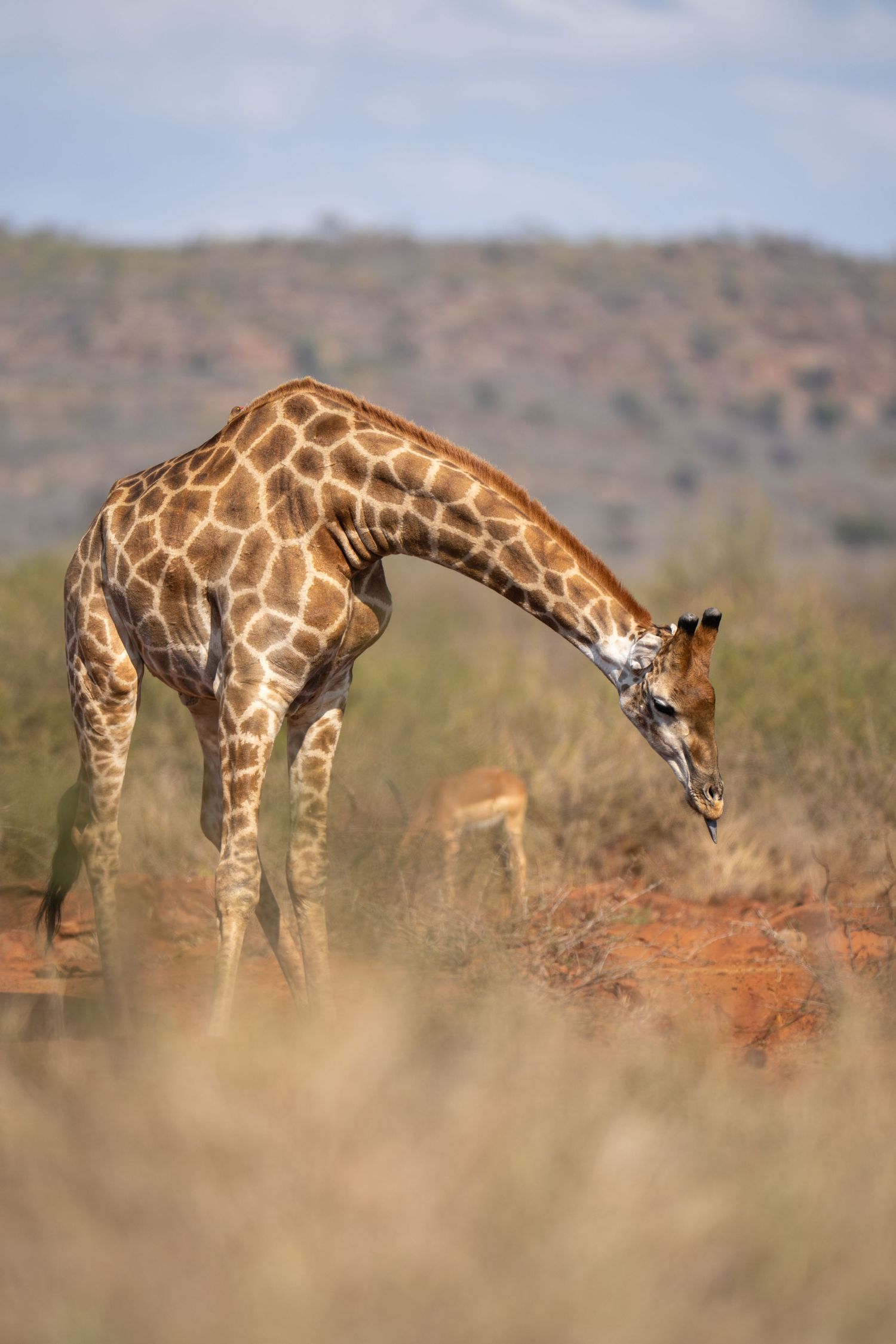 Group of giraffes bending down to drink water on red soil with hills in background.