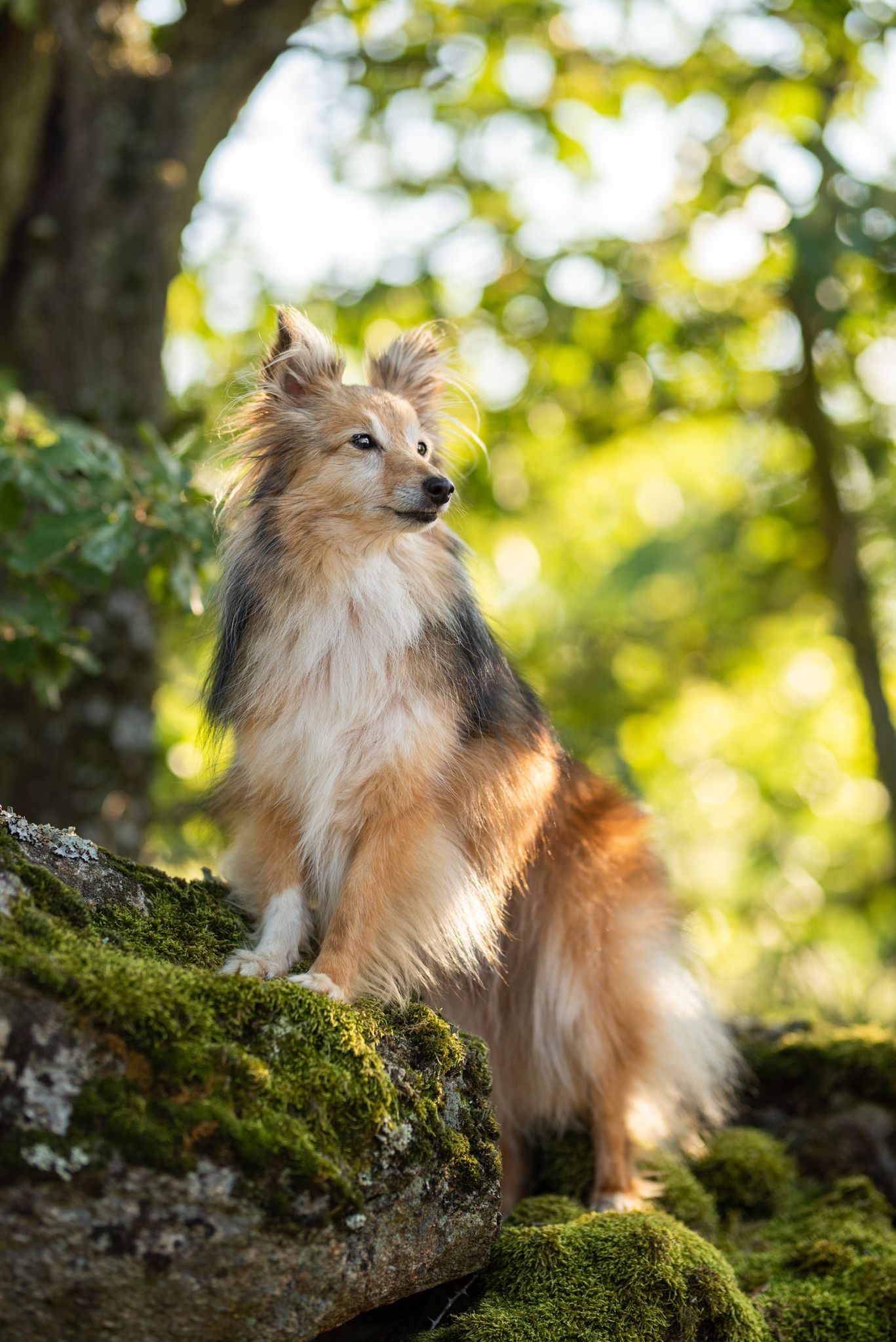 seance photo chien bourg en bresse. Shooting chien en exterieur