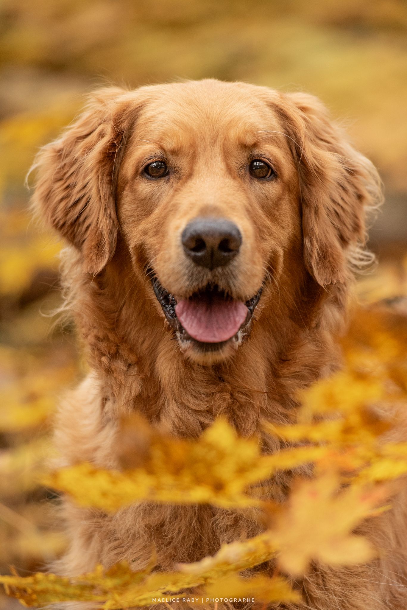 seance photo en exterieur chien bourg en bresse. Shooting chien en foret à l'automne dans l'ain