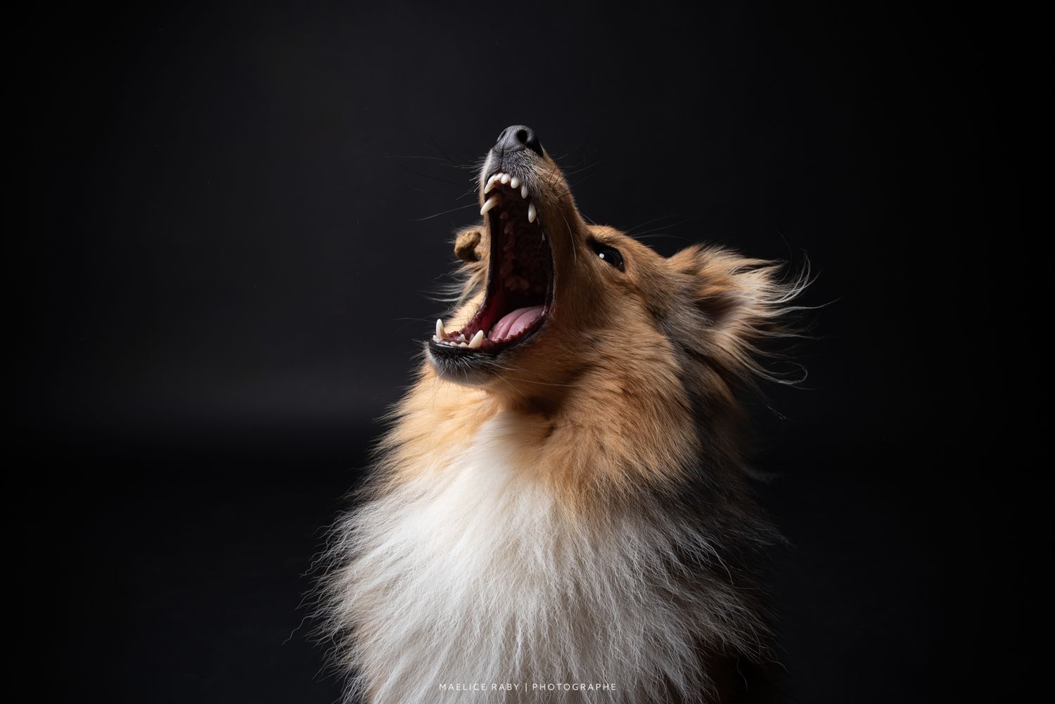 seance photo en studio chien viriat. Shooting chien studio sur fond noir