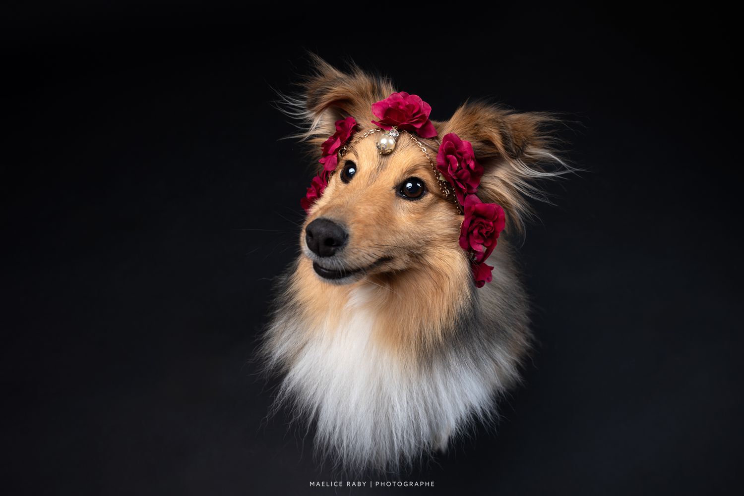 seance photo en studio chien bourg en bresse. Shooting chien studio sur fond noir