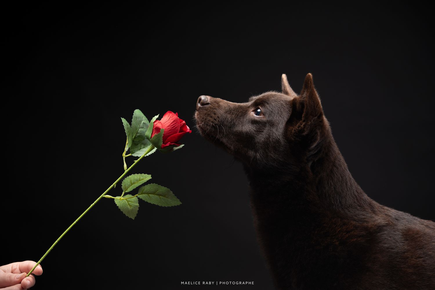 seance photo en studio chien attignat. Shooting chien studio sur fond noir