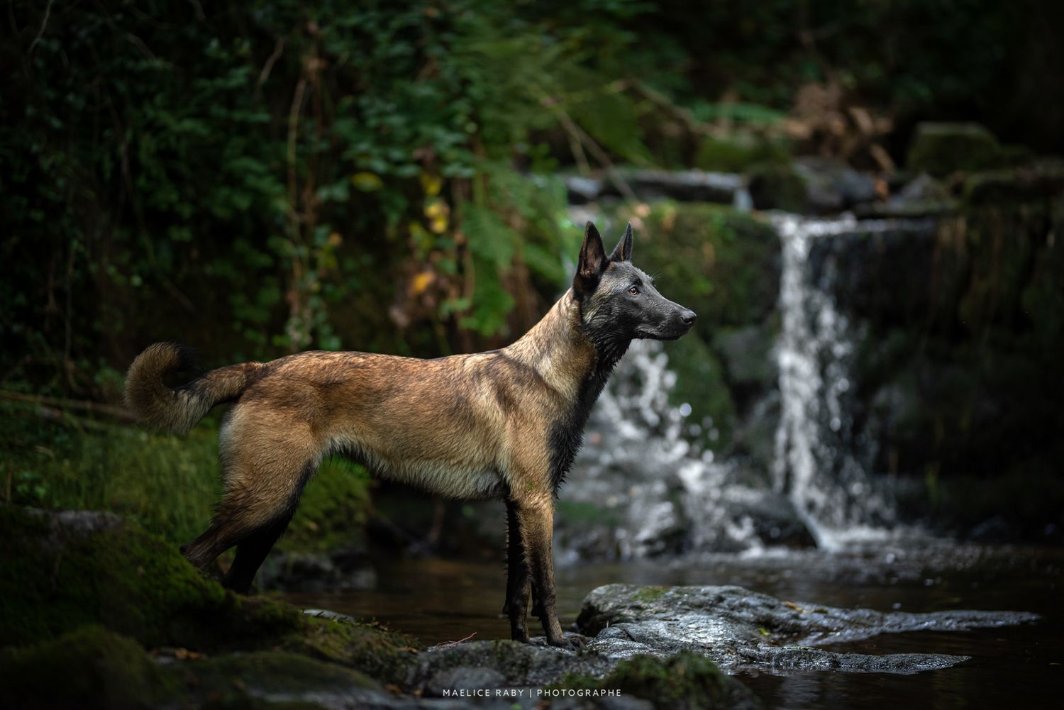Séance photo chien bourg en bresse. Shooting chien cascade en exterieur dans l'ain, jura, saone-et-loire, isère, rhône