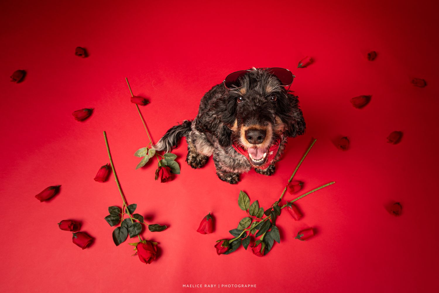 seance photo en studio chien bourg en bresse. Shooting chien studio sur fond rouge pour la saint valentin