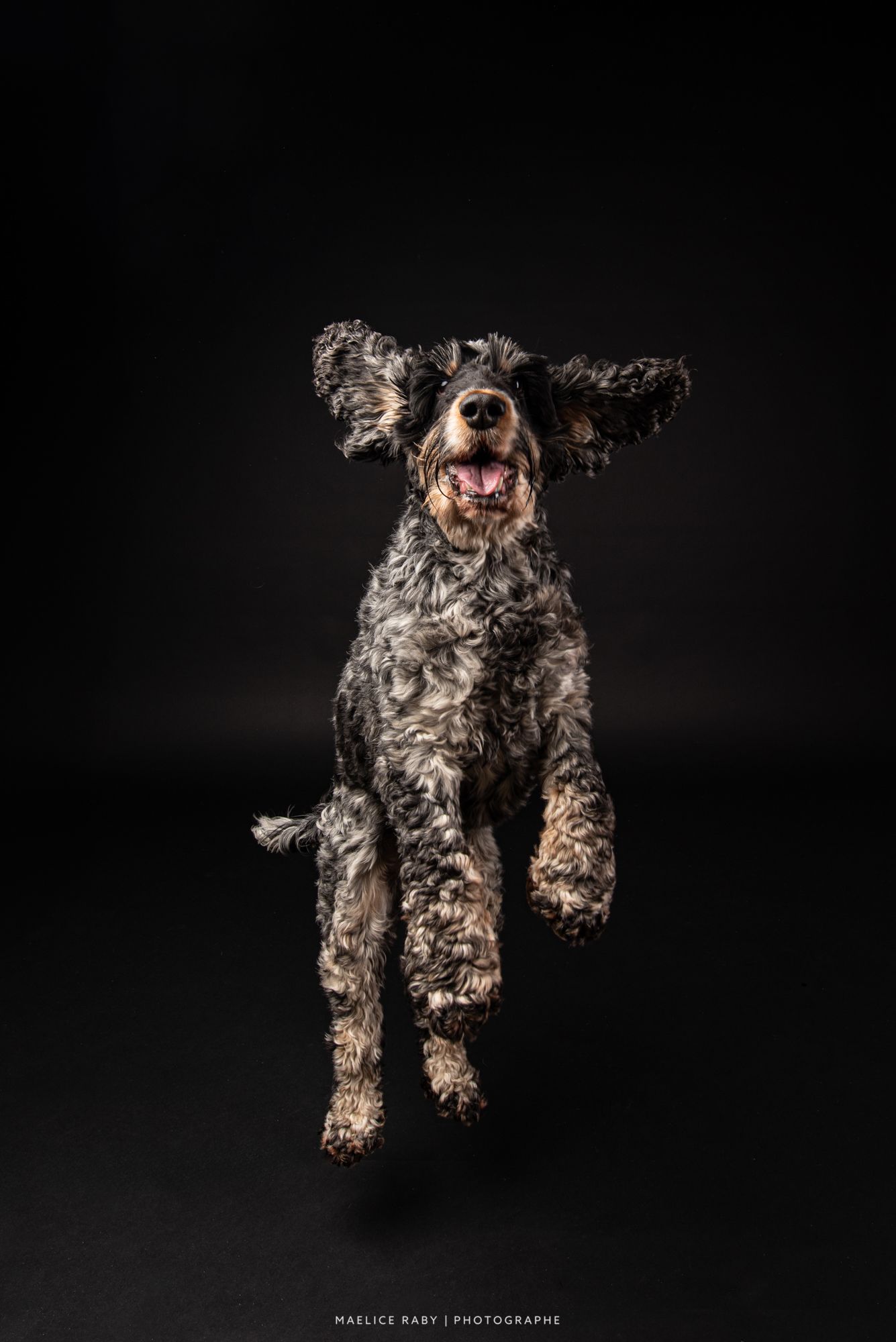 seance photo en studio chien bourg en bresse. Shooting chien studio sur fond noir