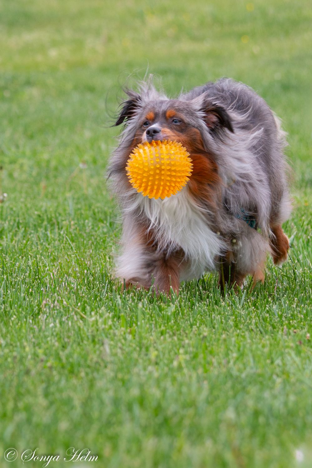 A Sheltie carries an orange rubber spiky ball while running on the lawn.