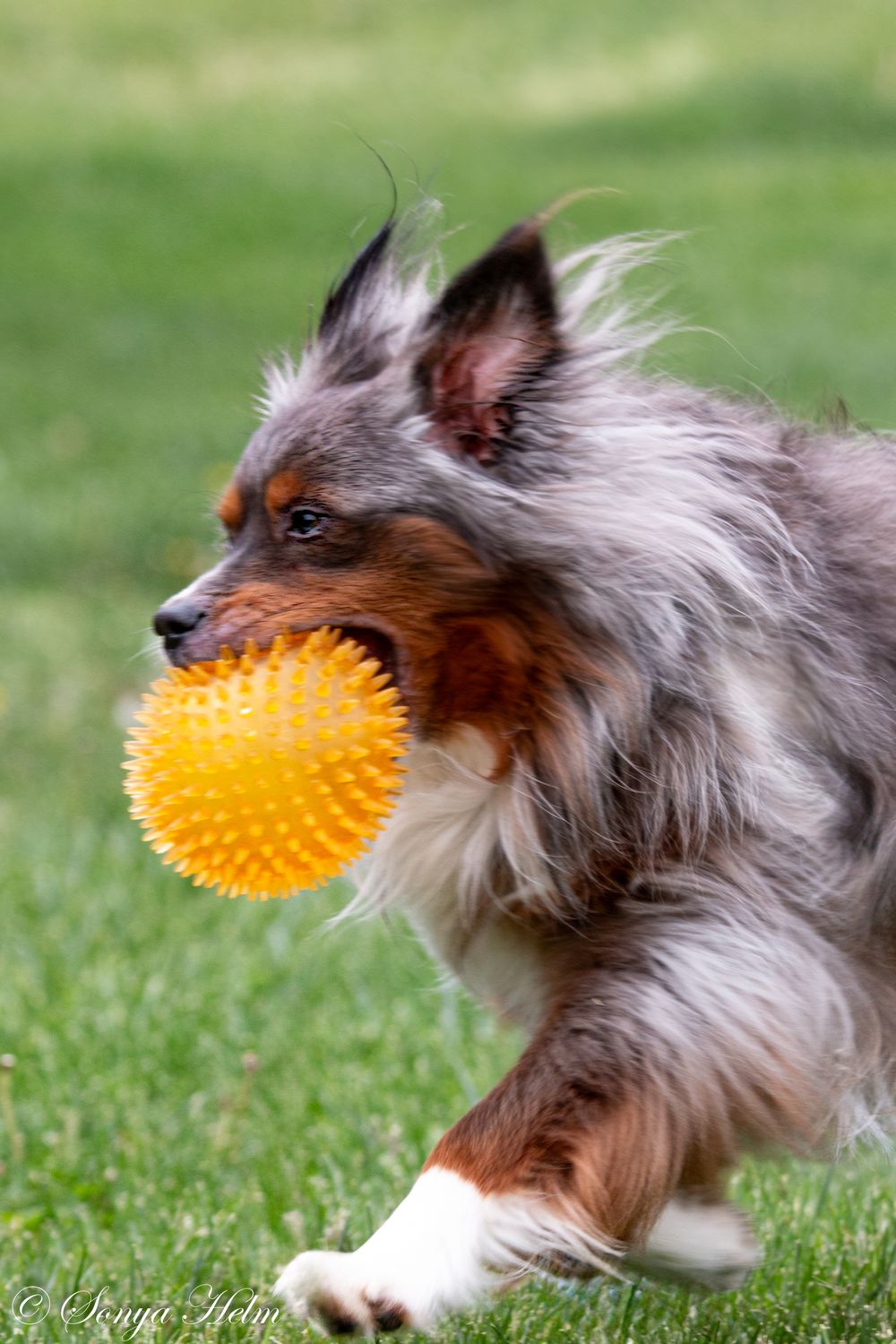 A Shetland Sheepdog plays with a bright yellow spiky ball on green grass.