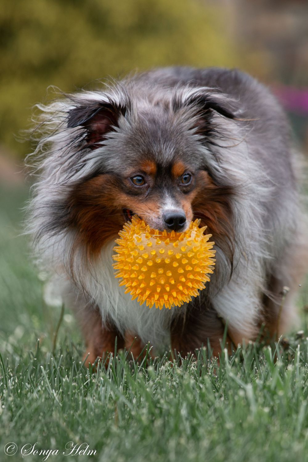 A fluffy Shetland Sheepdog holds a yellow spiky ball in its mouth on grass.