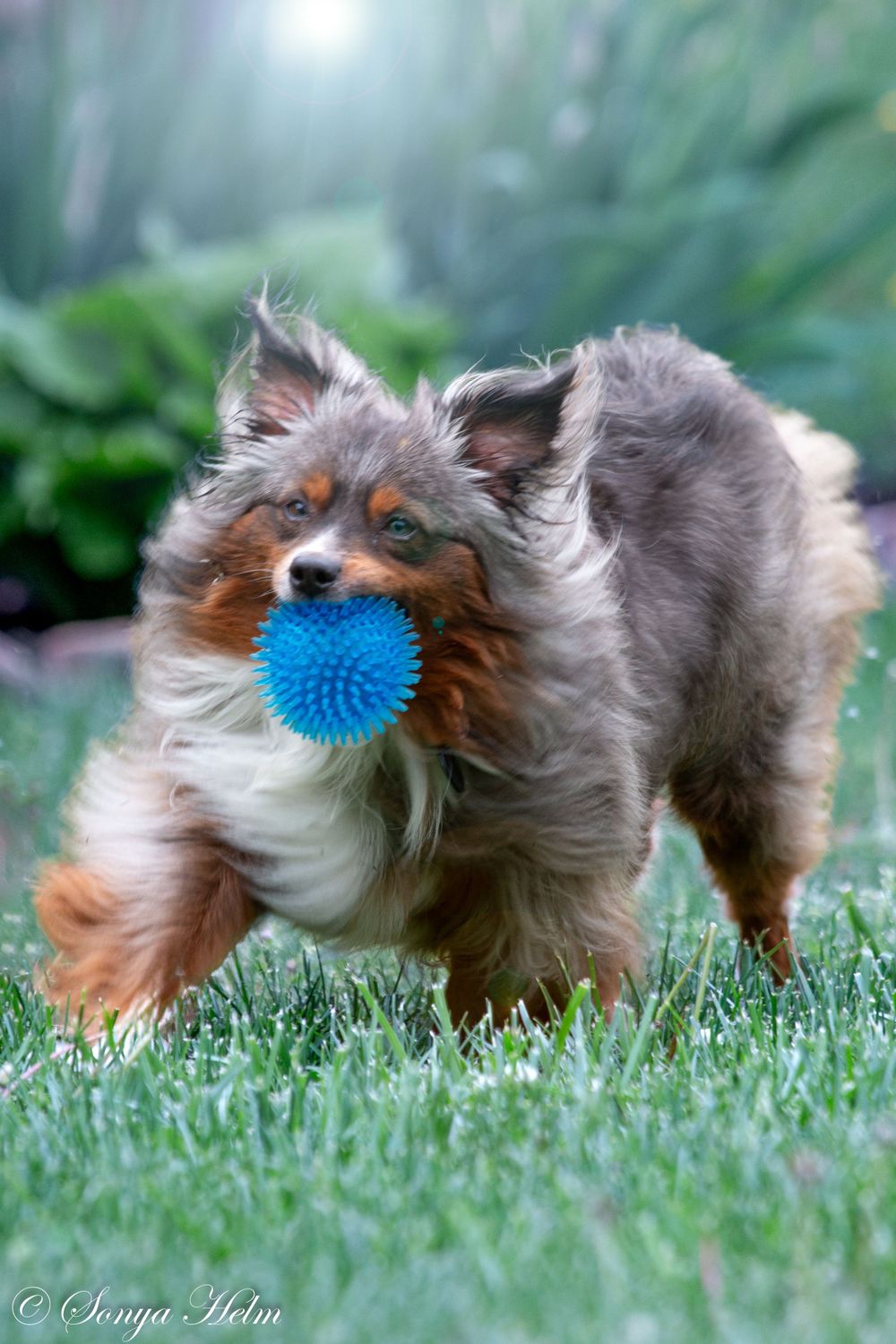 A tri-colored Shetland Sheepdog playing with a bright blue rubber ball outdoors.