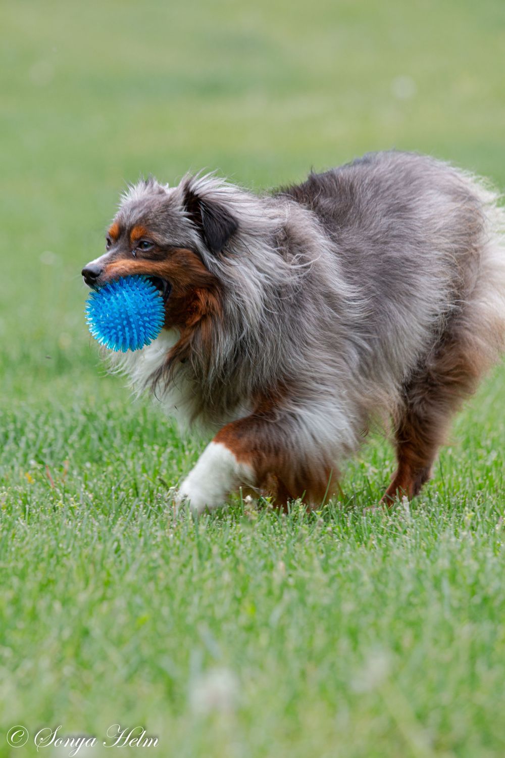 A Sheltie dog carrying a blue rubber spike ball while walking on grass.