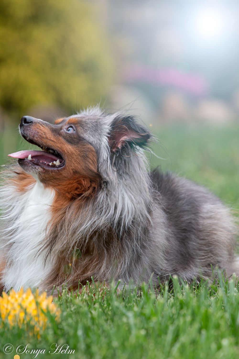 A Shetland Sheepdog lies in grass with a yellow ball nearby.